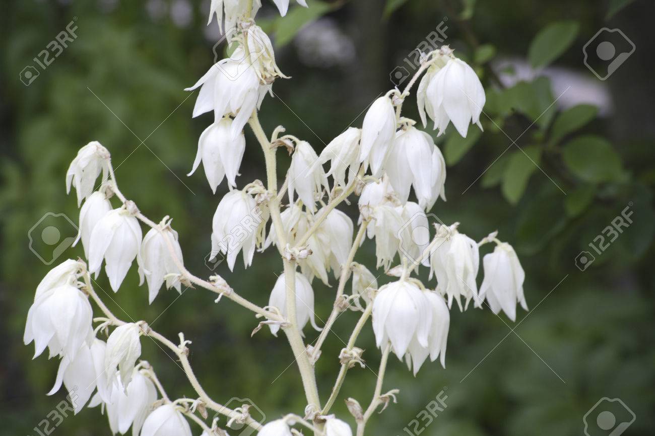 初夏に咲く花が白ユッカ の写真素材 画像素材 Image 初夏に咲く花が白ユッカ の写真素材 画像素材 Image