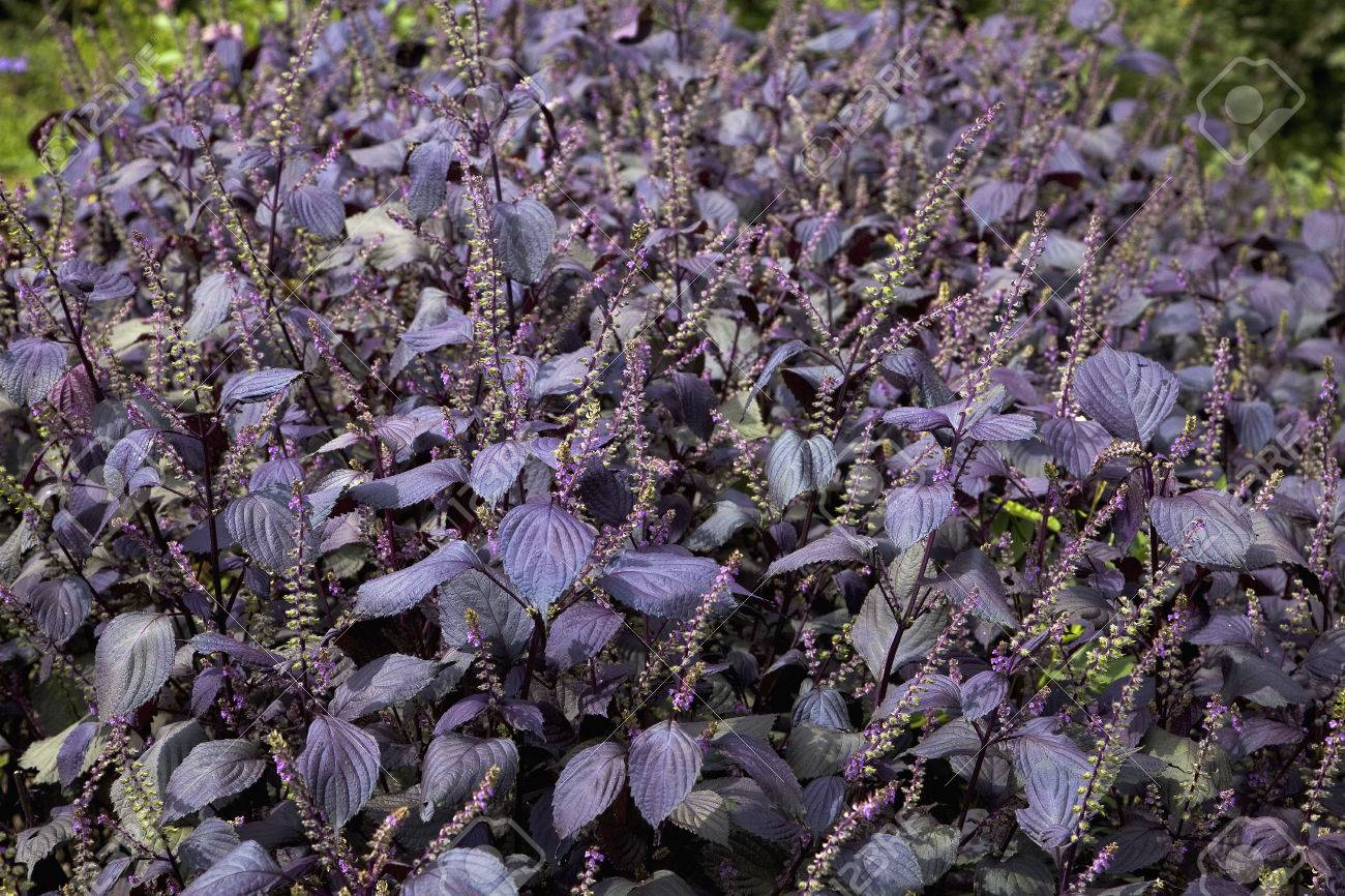 シソの花 の写真素材 画像素材 Image