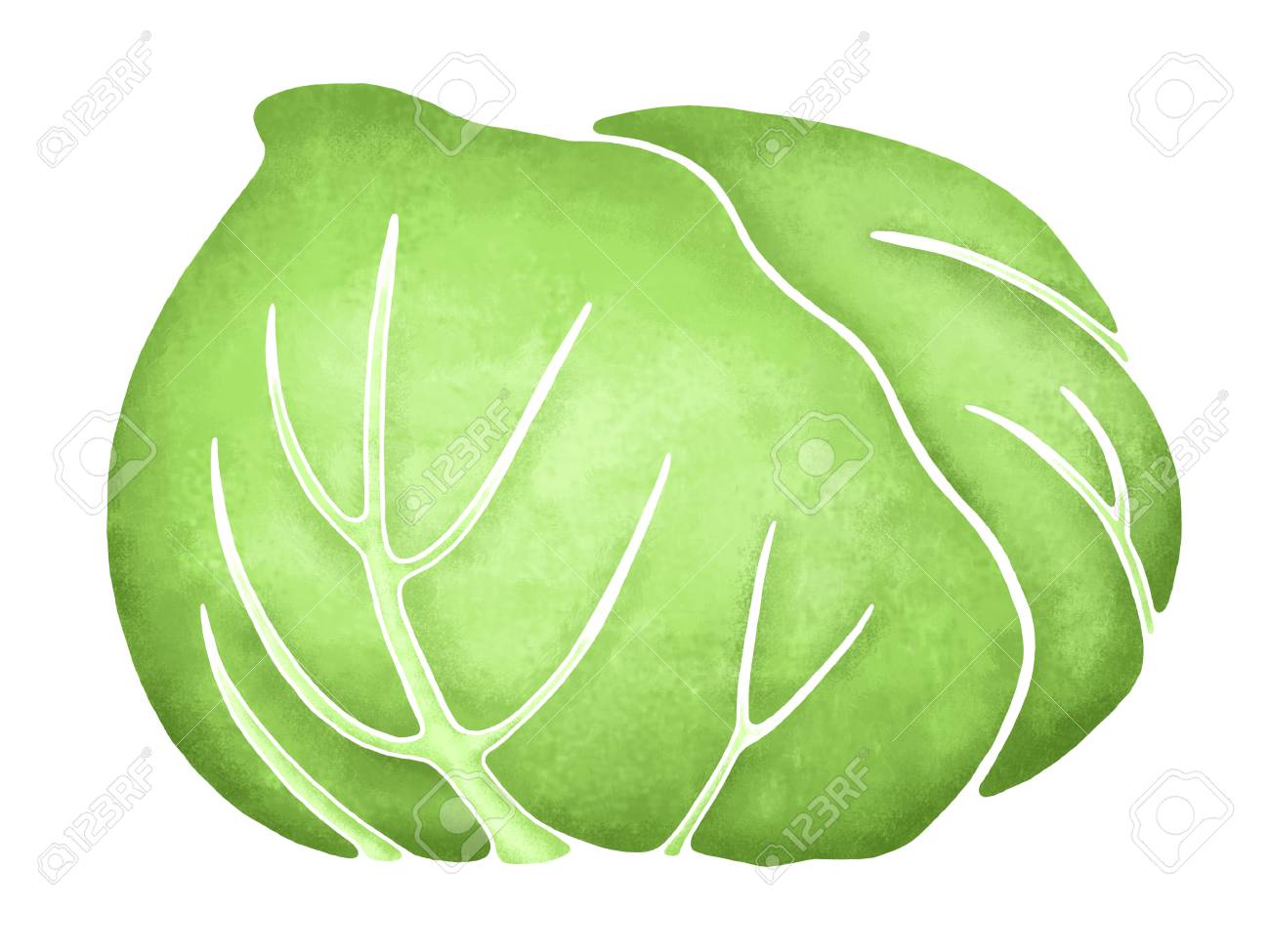 キャベツ イラスト の写真素材 画像素材 Image