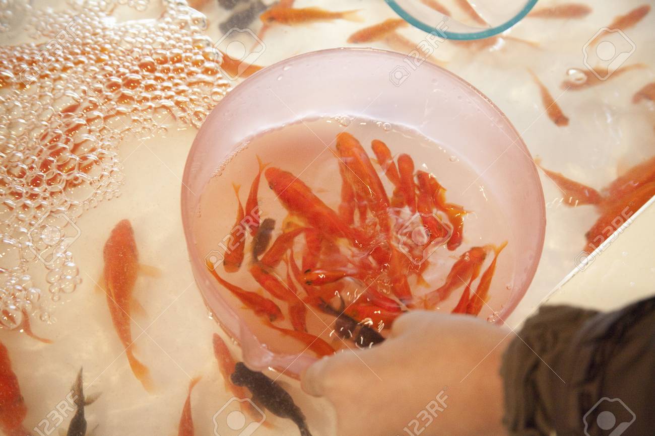 金魚すくい の写真素材 画像素材 Image