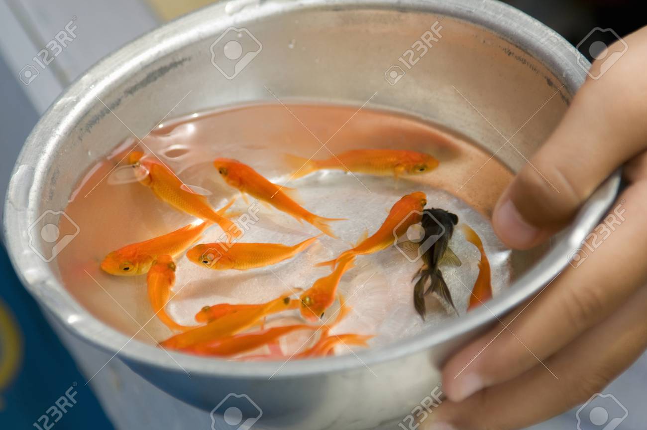 金魚すくい の写真素材 画像素材 Image 金魚すくい の写真素材 画像素材 Image