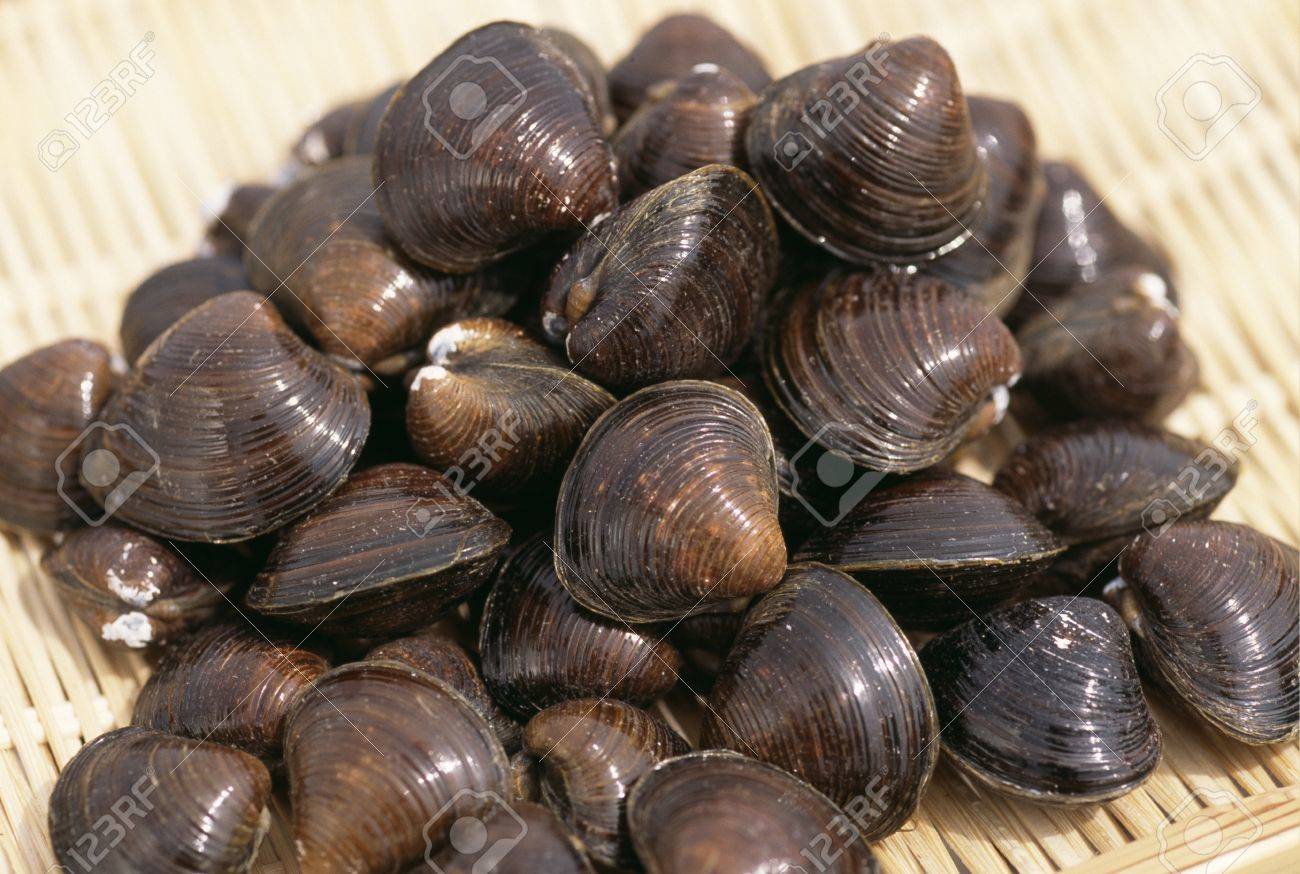 ヤマトシジミ の写真素材 画像素材 Image ヤマトシジミ の写真素材 画像素材 Image