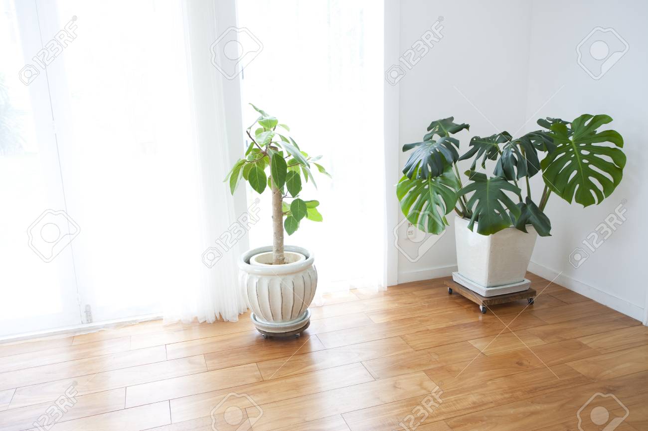 リビング ルームに配置する観葉植物 の写真素材 画像素材 Image リビング ルームに配置する観葉植物 の写真素材 画像素材 Image