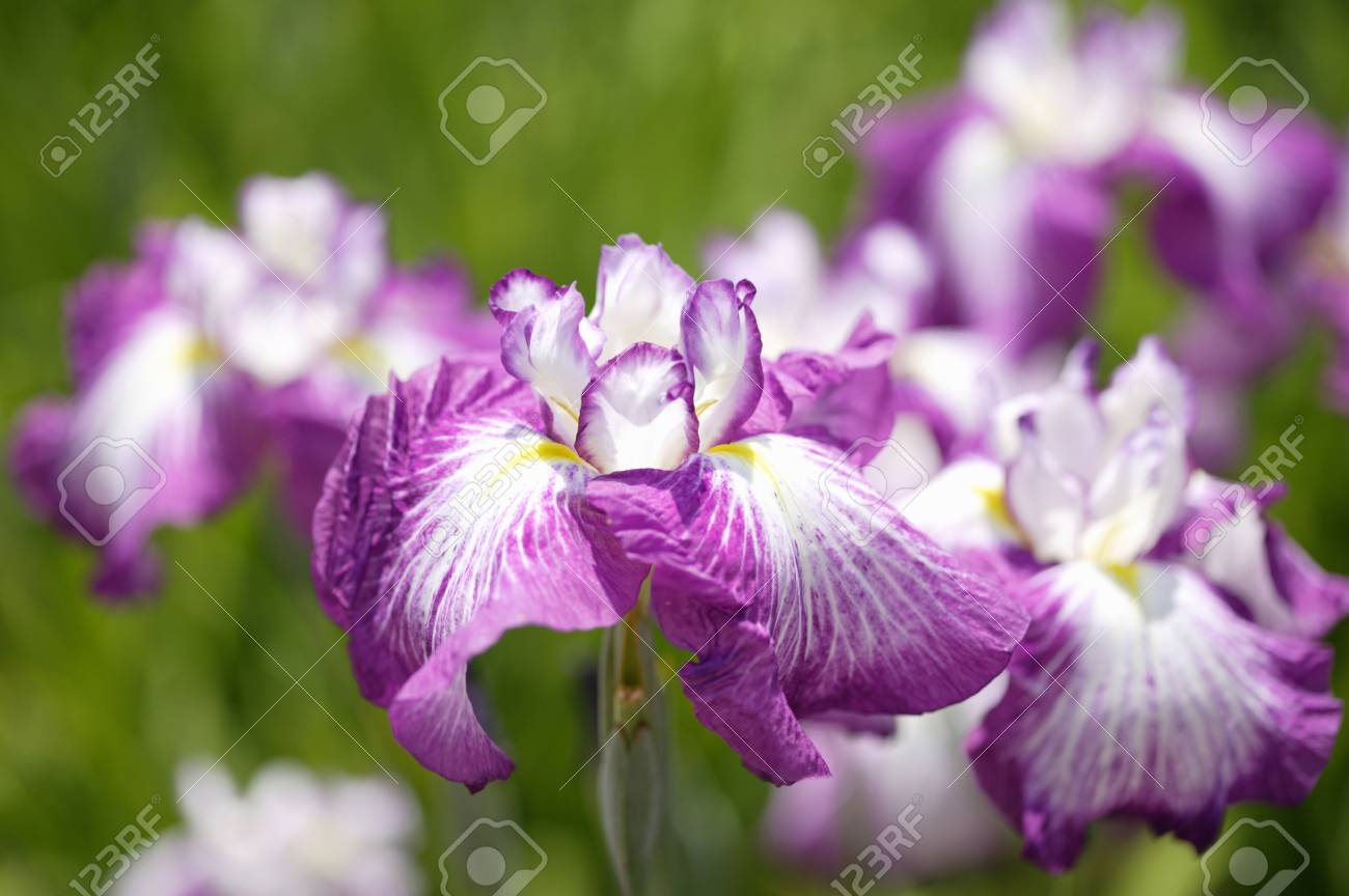 etiam-dictum-ipsum-a-felis