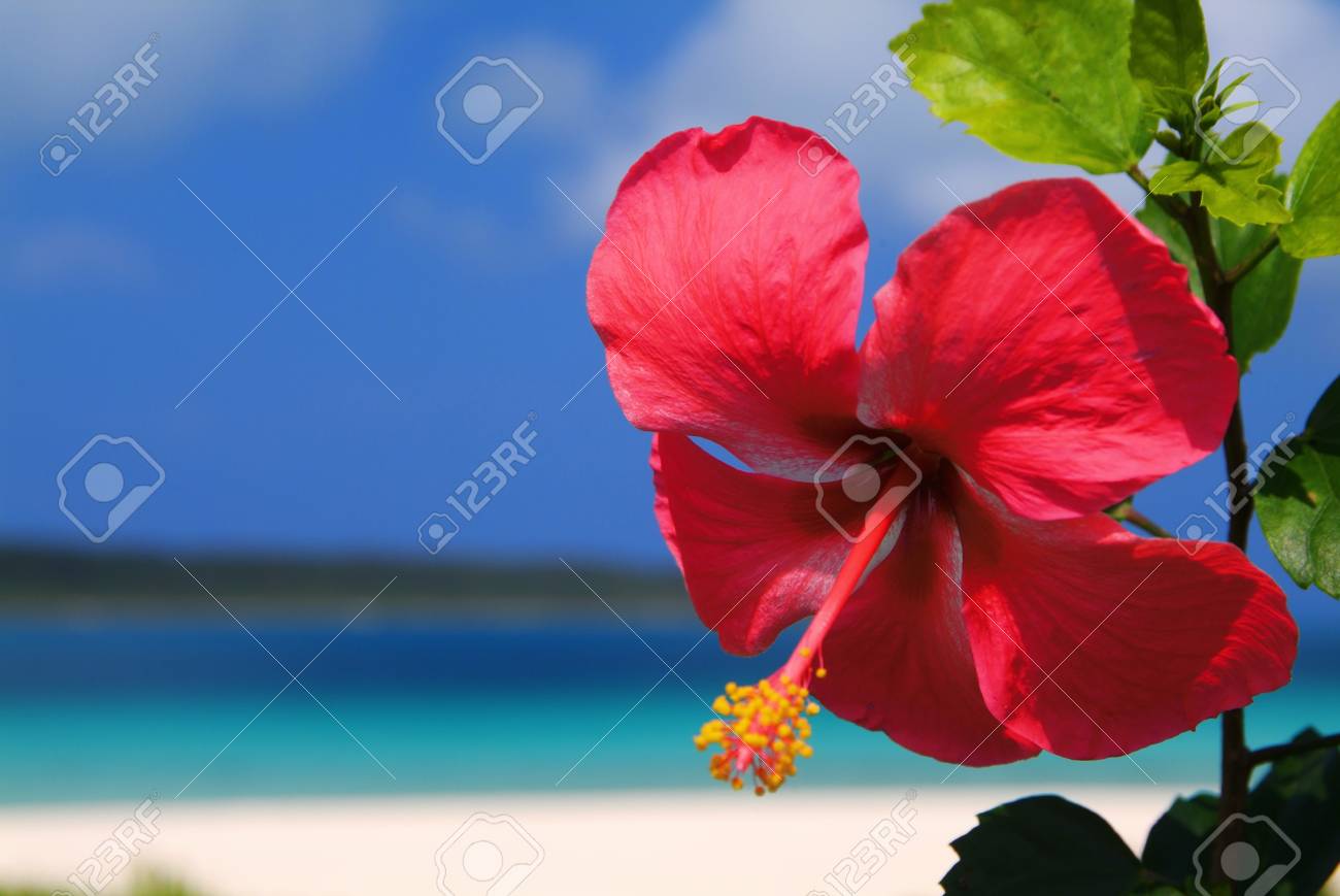 ハイビスカスと海 の写真素材 画像素材 Image