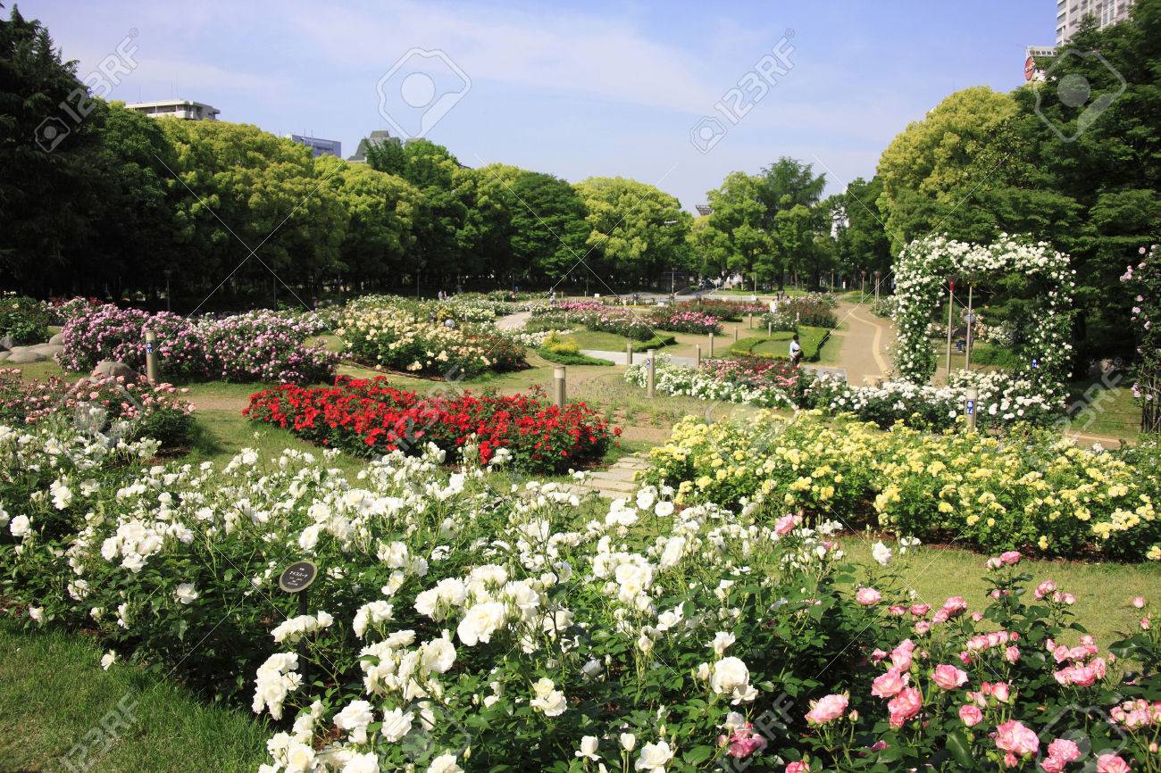 靱公園バラ園 の写真素材 画像素材 Image