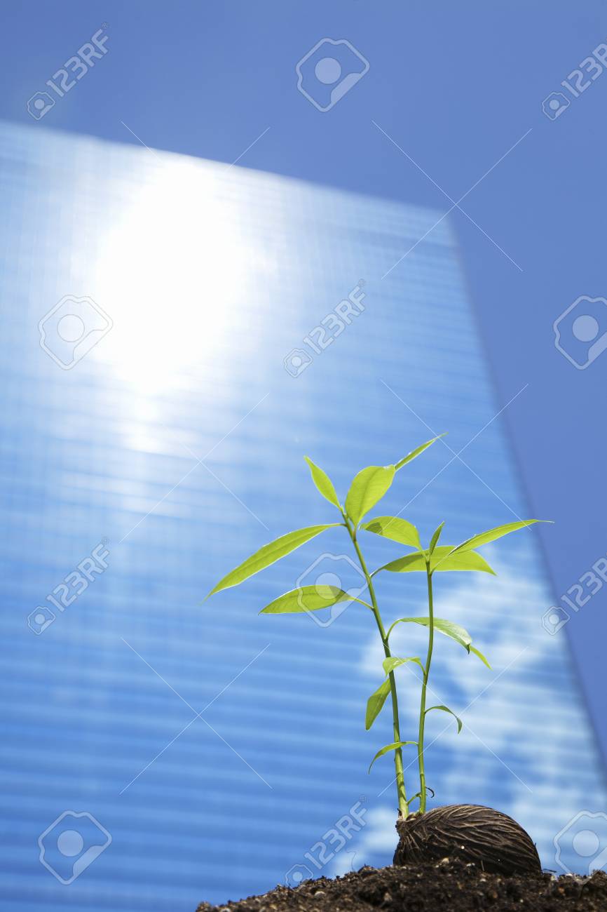 Zaden Die Verlicht Moeten Worden In Het Gebouw Van Licht Royalty ... Zaden Die Verlicht Moeten Worden In Het Gebouw Van Licht Royalty ...