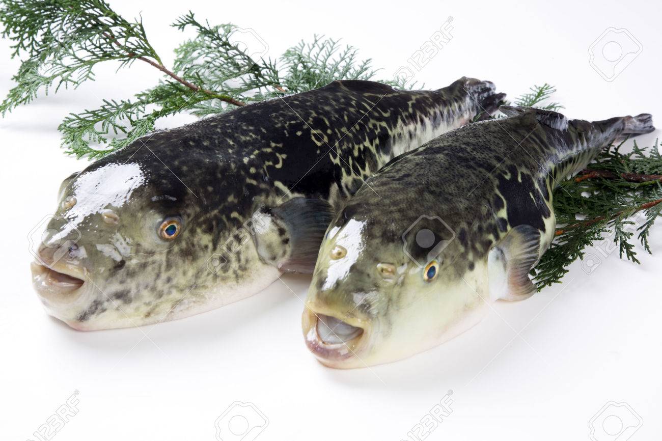 フグ トラフグ人工種苗の標識放流 の写真素材 画像素材 Image