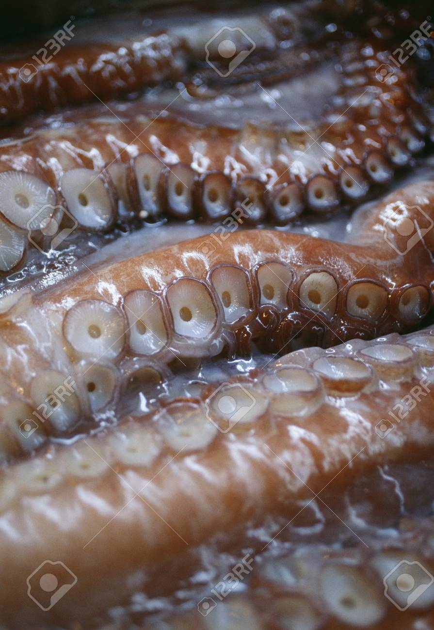 タコの足 の写真素材 画像素材 Image タコの足 の写真素材 画像素材 Image