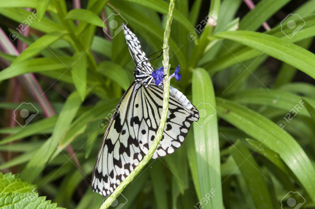 大きな蝶々 蝶々 Futobonababosou の花の蜜を吸う の写真素材 画像素材 Image 大きな蝶々 蝶々 Futobonababosou の花の蜜を吸う の写真素材 画像素材 Image