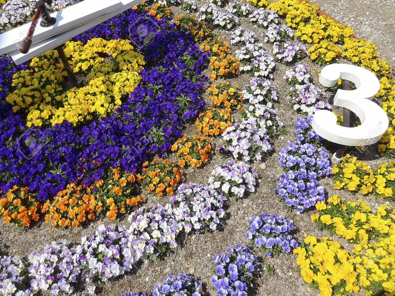 Flower Clock Stock Photo Picture And Royalty Free Image Image