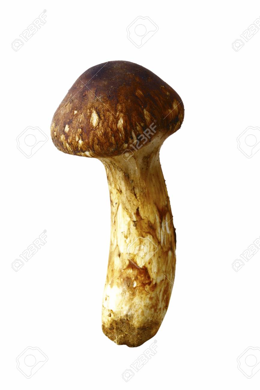 松茸 【公式通販】