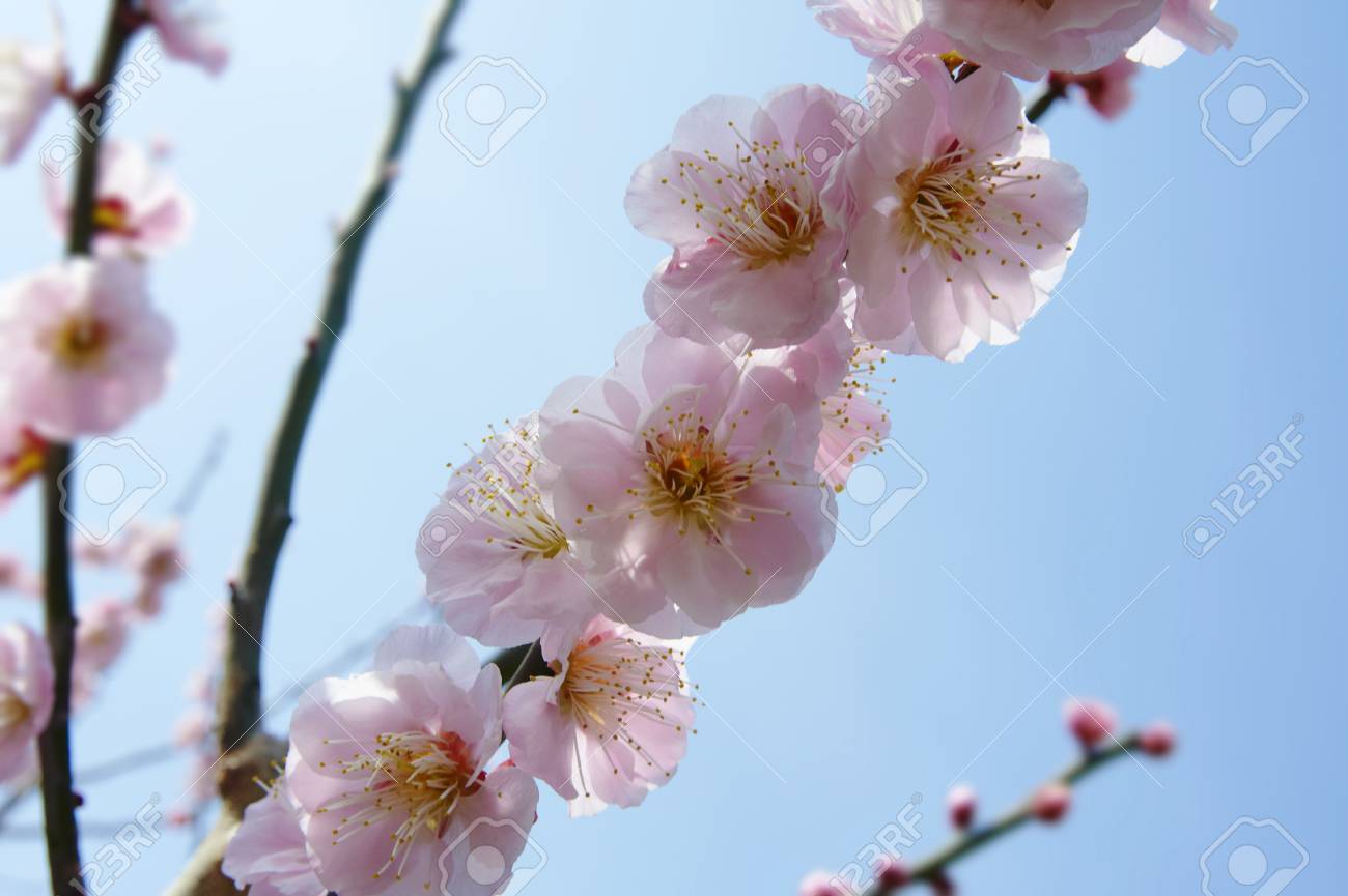 ピンクの梅の花叡山白 の写真素材 画像素材 Image ピンクの梅の花叡山白 の写真素材 画像素材 Image
