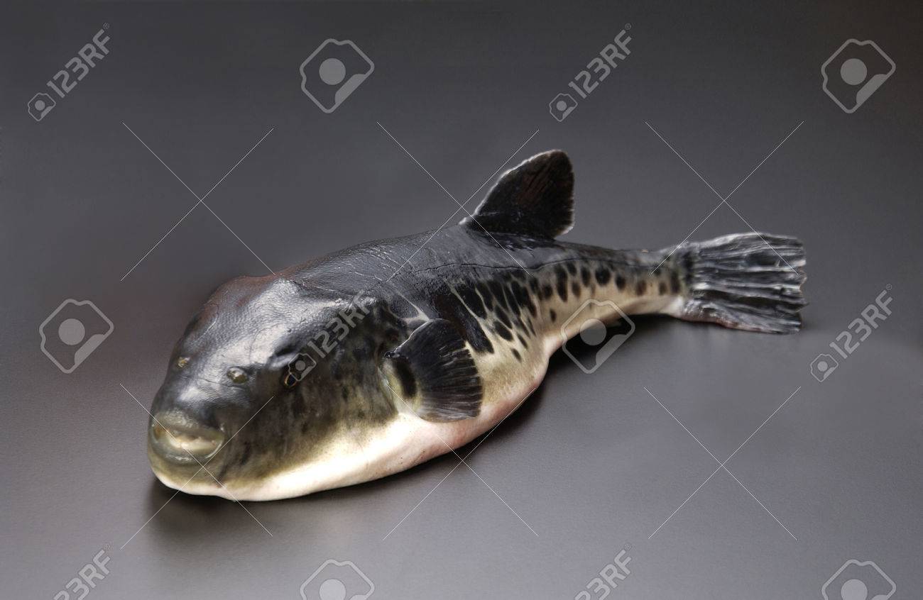 フグ トラフグ人工種苗の標識放流 の写真素材 画像素材 Image