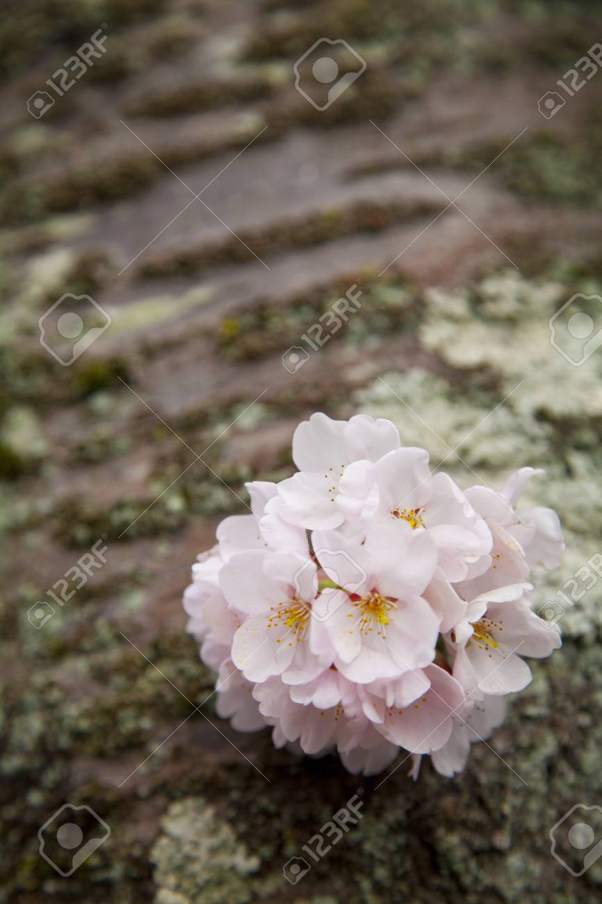 桜の花束 の写真素材 画像素材 Image
