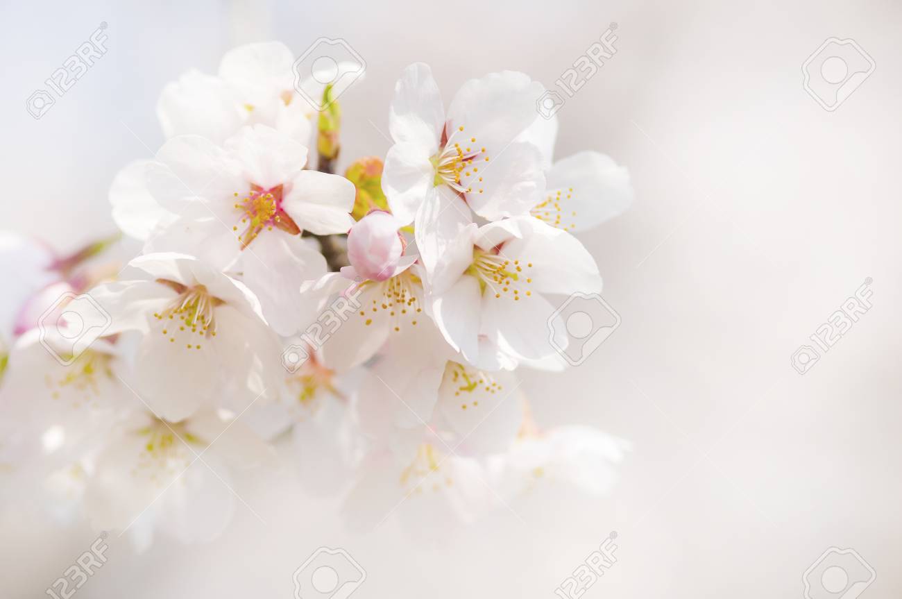 桜の花のクローズ アップ の写真素材 画像素材 Image 桜の花のクローズ アップ の写真素材 画像素材 Image