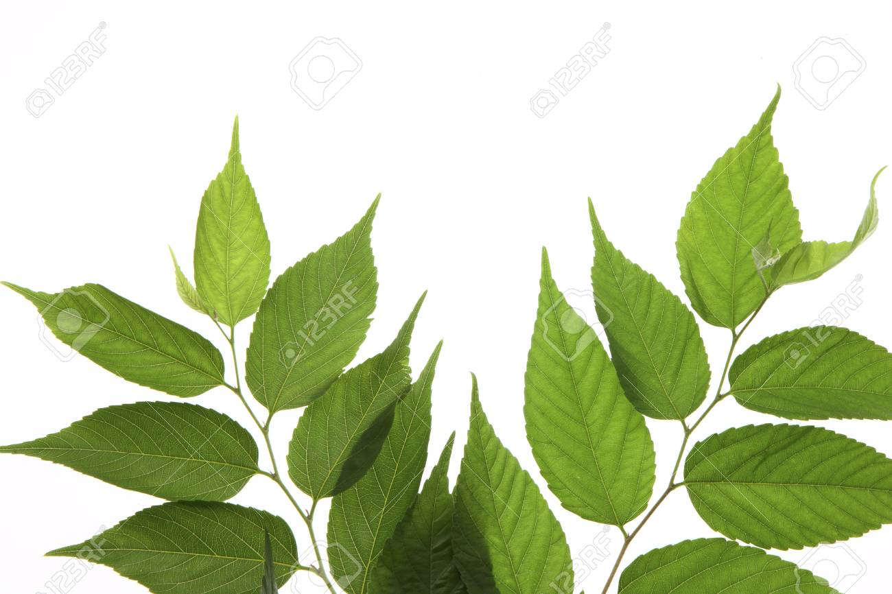 ケヤキの葉 の写真素材 画像素材 Image