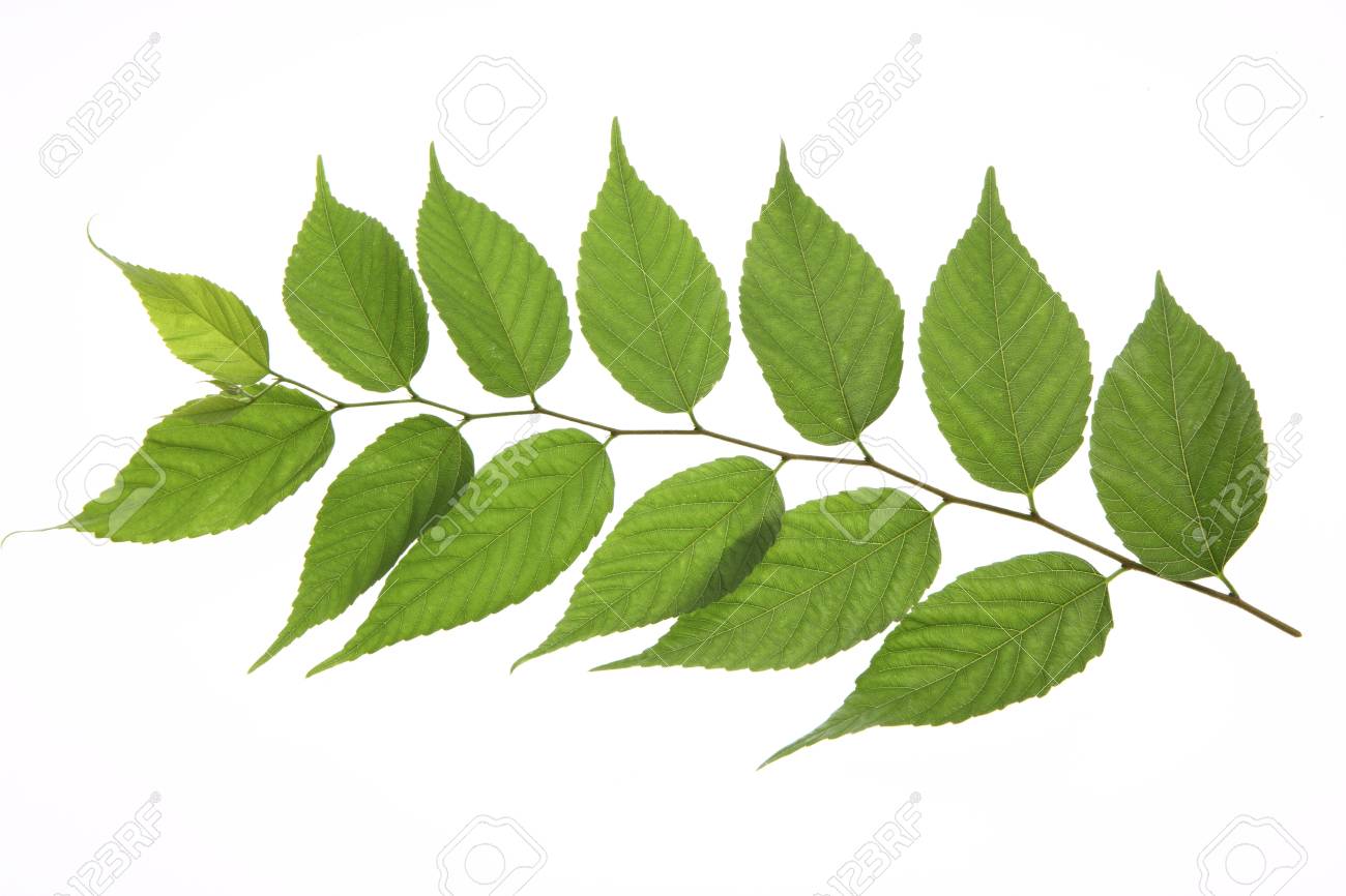 Leaves Of Zelkova Serrata Makino Stock Photo, Picture and Royalty Free  Image. Image 42670154.