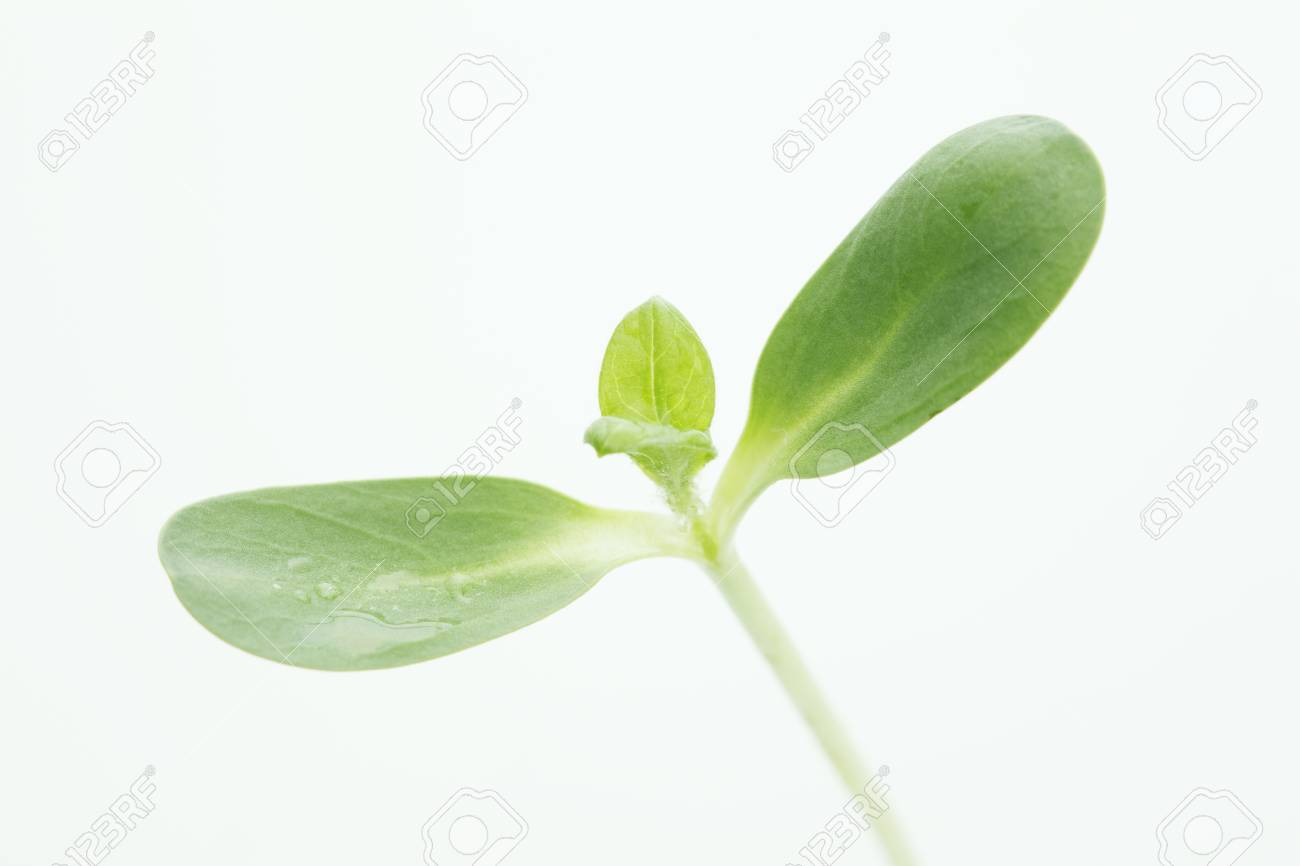 ひまわり双葉の の写真素材 画像素材 Image