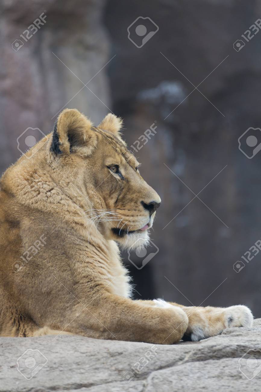 ライオン の写真素材 画像素材 Image 50133380