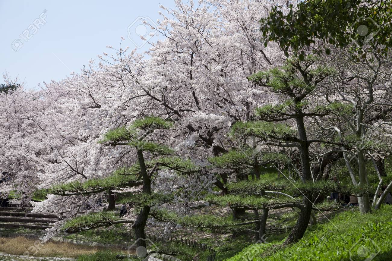日本庭園の桜 の写真素材 画像素材 Image