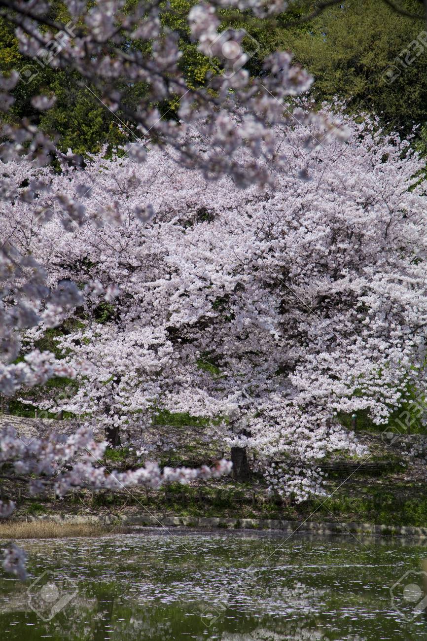日本庭園の桜 の写真素材 画像素材 Image
