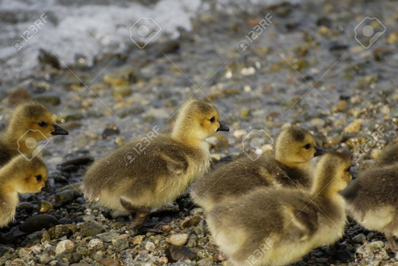 Baby Wild Duckling Stock Photo Picture And Royalty Free Image Image