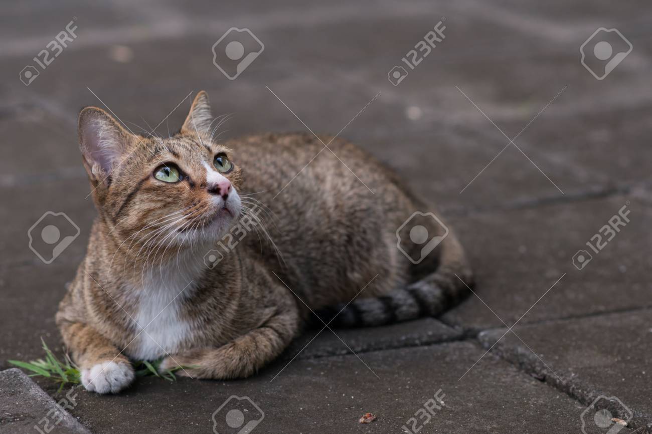ストレイ キャット の写真素材 画像素材 Image