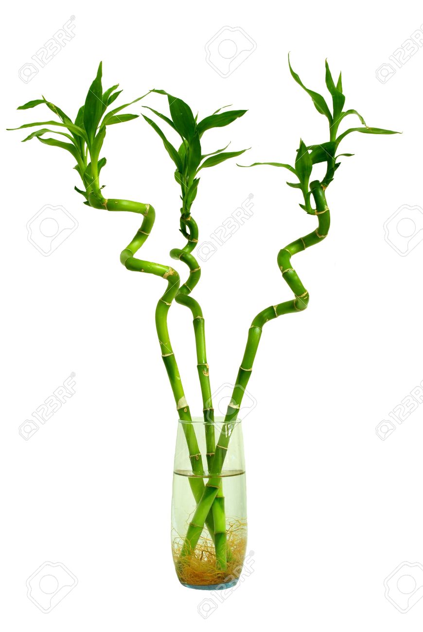 部屋の中の水のガラスで成長している 3 つの小さい幸運竹木 の写真素材 画像素材 Image
