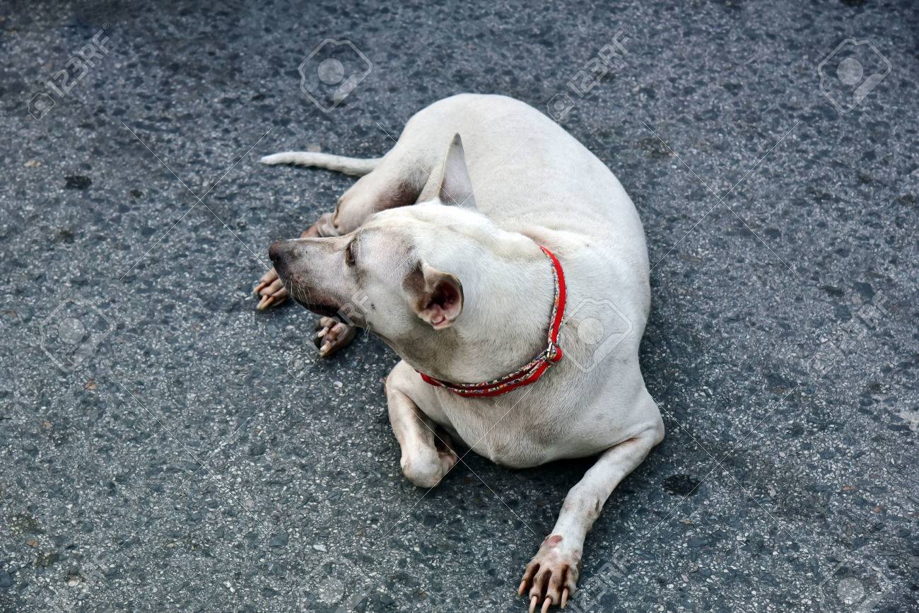 疑いの目で見つめる犬 の写真素材 画像素材 Image