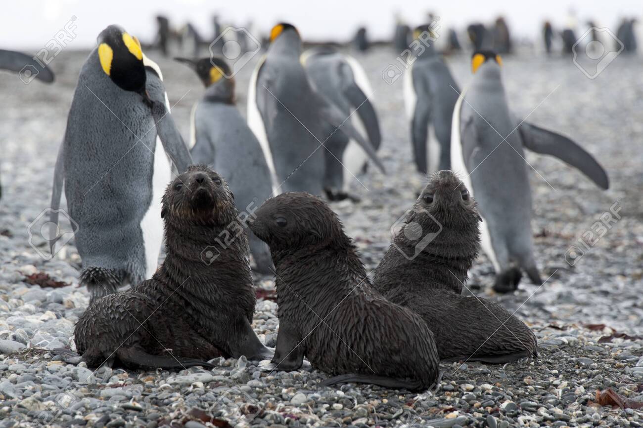 Trois Bebes Phoques A Fourrure Avec Des Manchots Royaux Tres Mignon Banque D Images Et Photos Libres De Droits Image