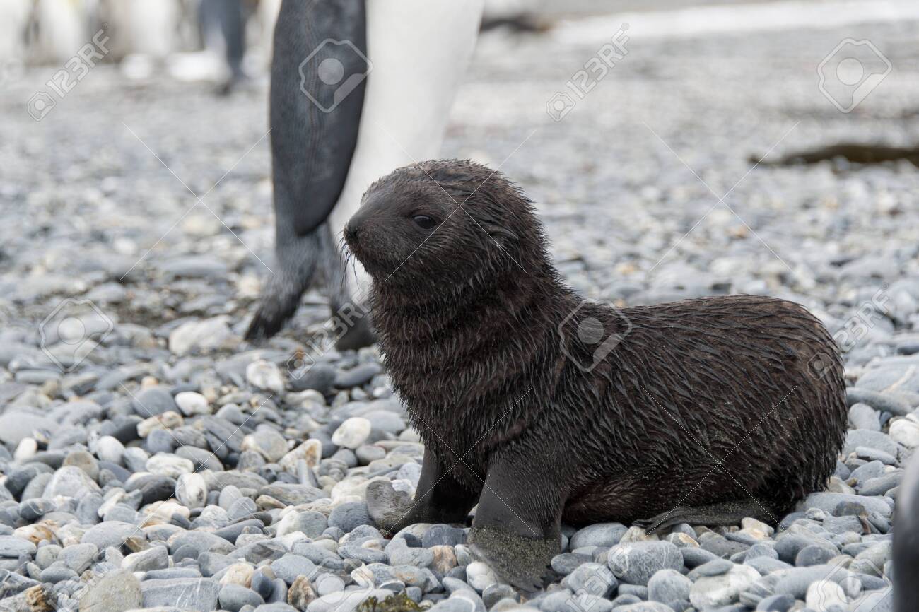 Bebe Phoque A Fourrure Tres Mignon Banque D Images Et Photos Libres De Droits Image