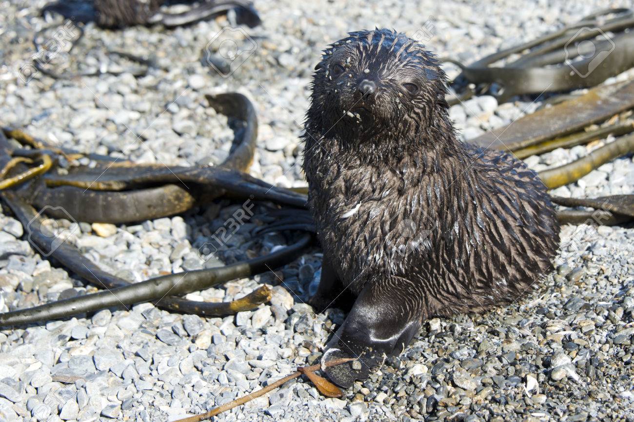 Bebe Phoque A Fourrure Tres Mignon Banque D Images Et Photos Libres De Droits Image