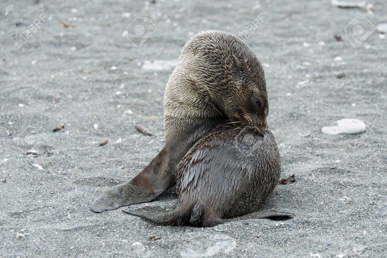Otaries A Fourrure De Bebe Gratter Le Dos Tres Mignon Banque D Images Et Photos Libres De Droits Image