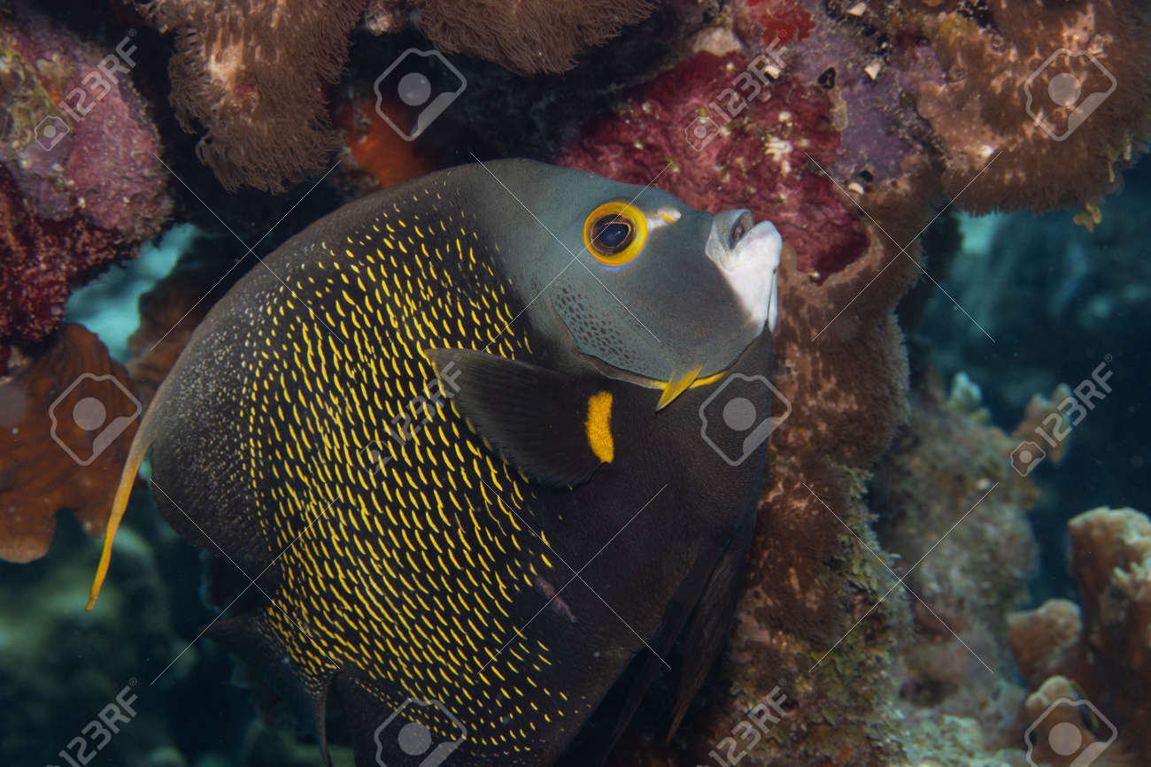 French angelfish on coral reef off the tropical island of Bonaire in the Caribbean Netherlands. - 169539202 French angelfish on coral reef off the tropical island of Bonaire in the Caribbean Netherlands. - 169539202