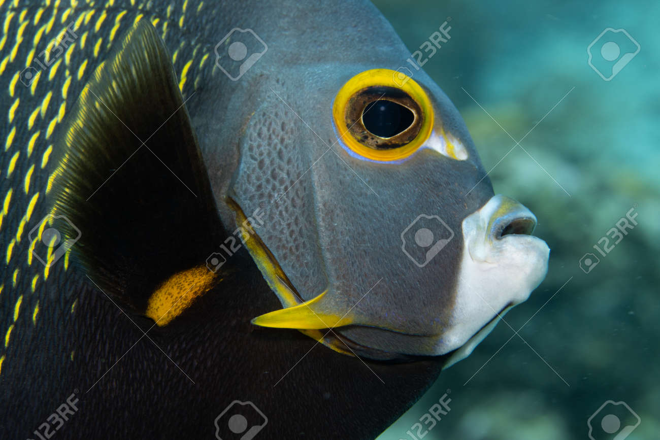 French angelfish on coral reef off the tropical island of Bonaire in the Caribbean Netherlands. Closeup on the face. - 169539211 French angelfish on coral reef off the tropical island of Bonaire in the Caribbean Netherlands. Closeup on the face. - 169539211