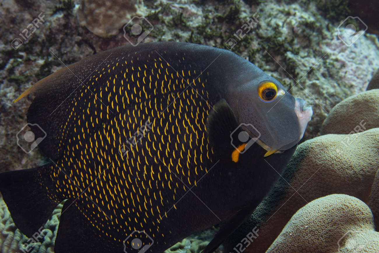 French angelfish on coral reef off the tropical island of Bonaire in the Caribbean Netherlands. - 169539174 French angelfish on coral reef off the tropical island of Bonaire in the Caribbean Netherlands. - 169539174