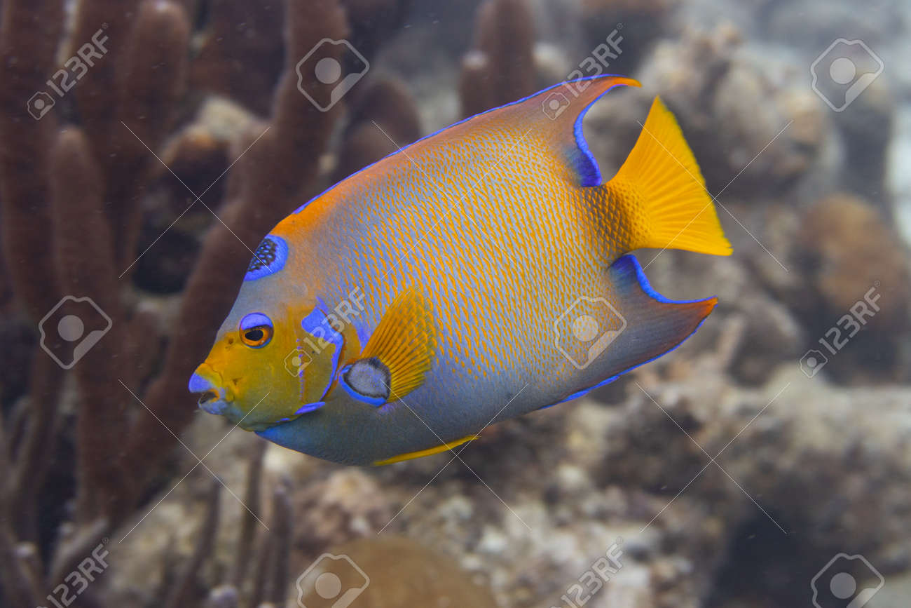 Queen angelfish on coral reef off the tropical island of Bonaire in the Caribbean Netherlands. - 169539176 Queen angelfish on coral reef off the tropical island of Bonaire in the Caribbean Netherlands. - 169539176