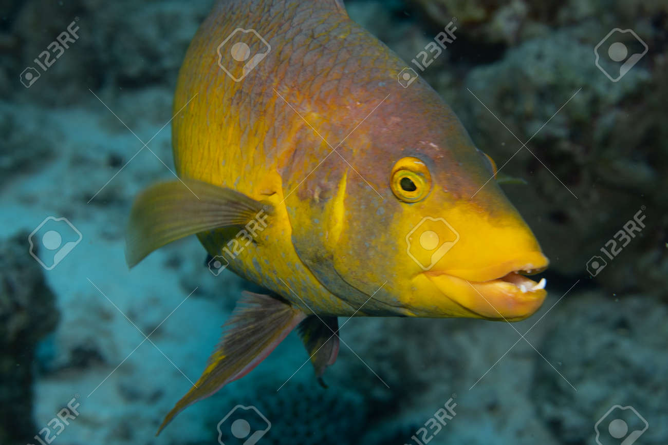 Spanish hogfish on coral reef off the tropical island of Bonaire in the Caribbean Netherlands. - 169539156 Spanish hogfish on coral reef off the tropical island of Bonaire in the Caribbean Netherlands. - 169539156