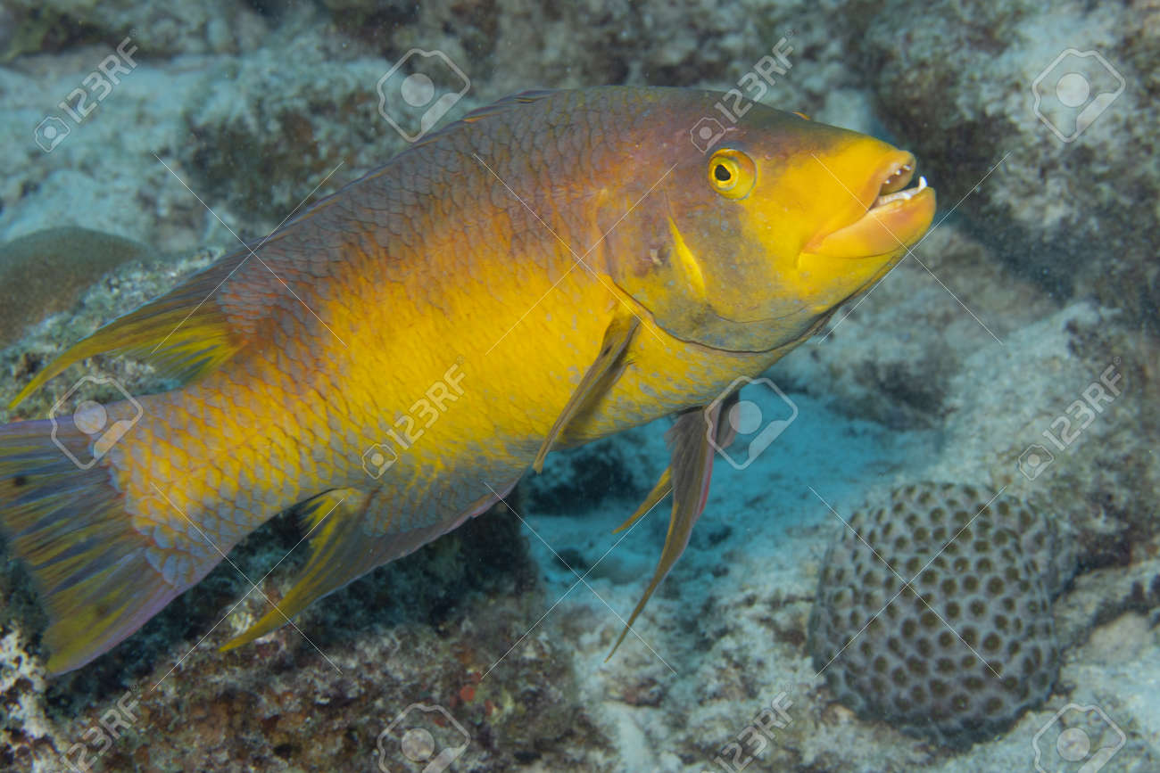 Spanish hogfish on coral reef off the tropical island of Bonaire in the Caribbean Netherlands. - 169539160 Spanish hogfish on coral reef off the tropical island of Bonaire in the Caribbean Netherlands. - 169539160