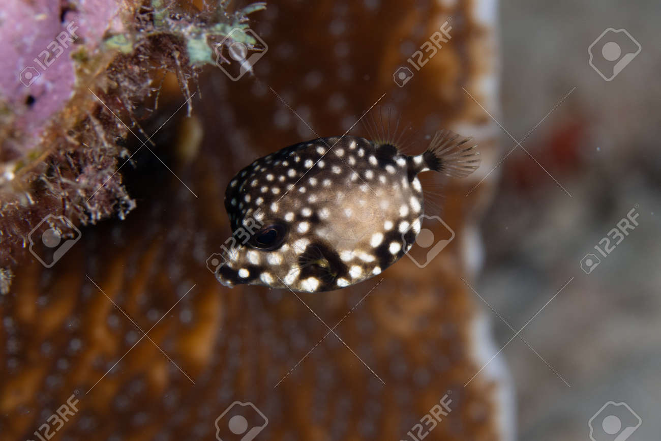 Juvenile Smooth trunkfish on coral reef off the tropical island of Bonaire in the Caribbean Netherlands. - 169539161 Juvenile Smooth trunkfish on coral reef off the tropical island of Bonaire in the Caribbean Netherlands. - 169539161