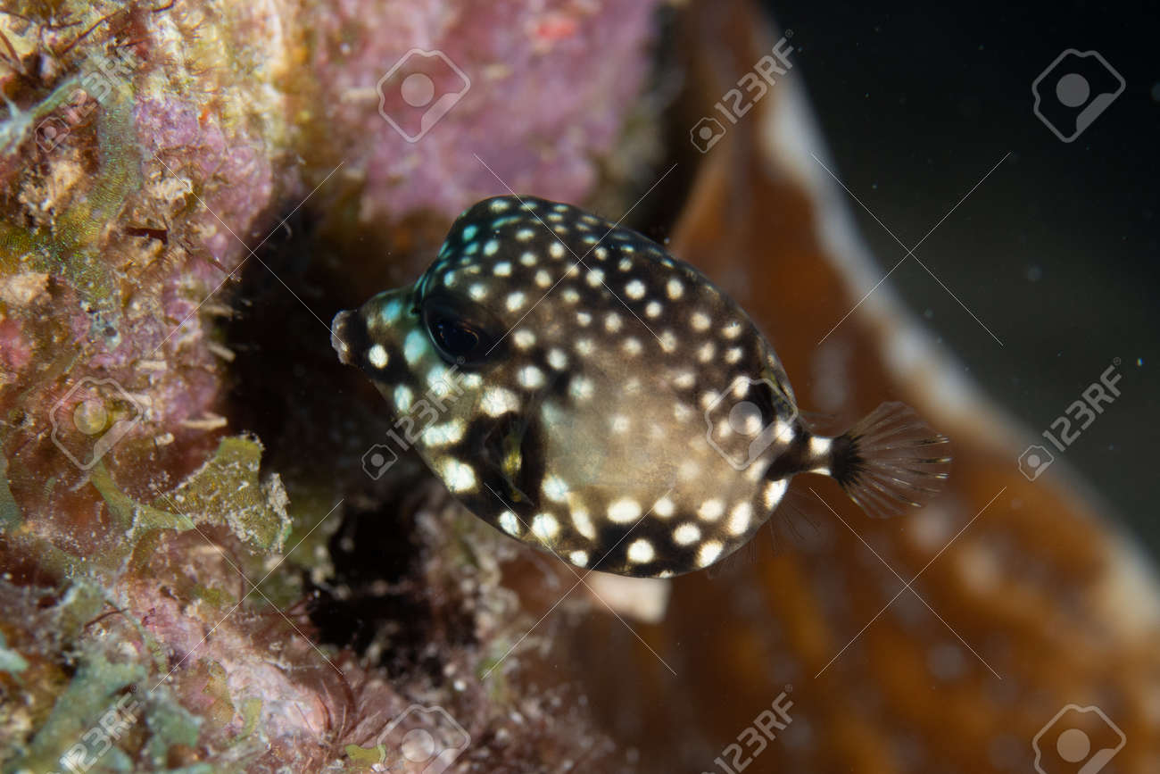 Juvenile Smooth trunkfish on coral reef off the tropical island of Bonaire in the Caribbean Netherlands. - 169539132 Juvenile Smooth trunkfish on coral reef off the tropical island of Bonaire in the Caribbean Netherlands. - 169539132