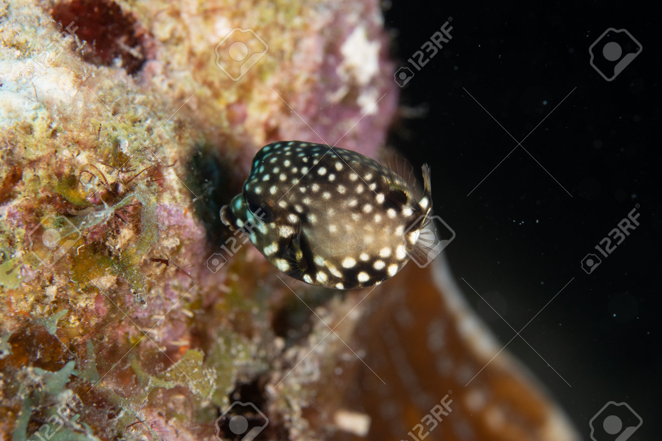 Juvenile Smooth trunkfish on coral reef off the tropical island of Bonaire in the Caribbean Netherlands. - 169539134 Juvenile Smooth trunkfish on coral reef off the tropical island of Bonaire in the Caribbean Netherlands. - 169539134