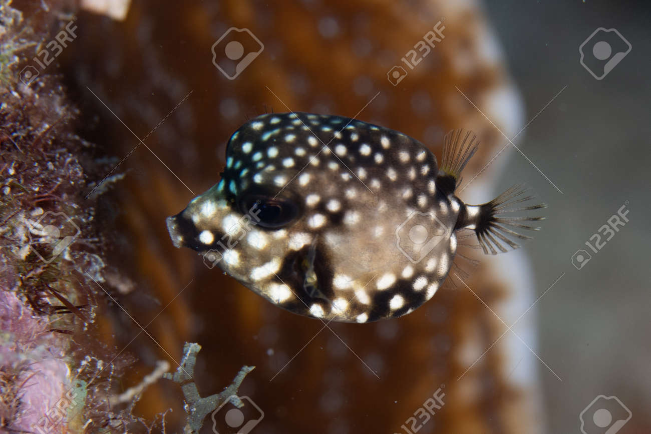 Juvenile Smooth trunkfish on coral reef off the tropical island of Bonaire in the Caribbean Netherlands. - 169539138 Juvenile Smooth trunkfish on coral reef off the tropical island of Bonaire in the Caribbean Netherlands. - 169539138