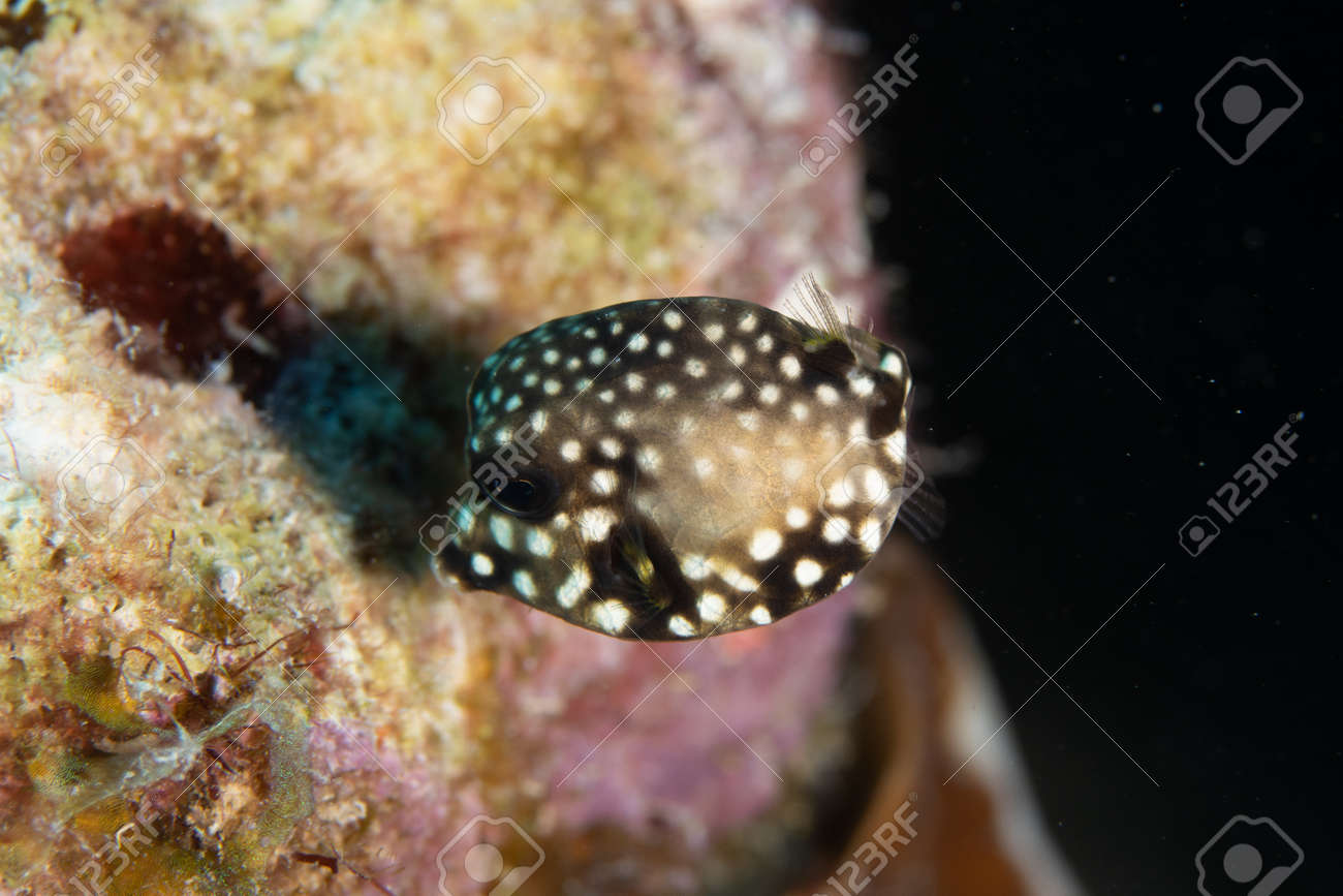 Juvenile Smooth trunkfish on coral reef off the tropical island of Bonaire in the Caribbean Netherlands. - 169539139 Juvenile Smooth trunkfish on coral reef off the tropical island of Bonaire in the Caribbean Netherlands. - 169539139