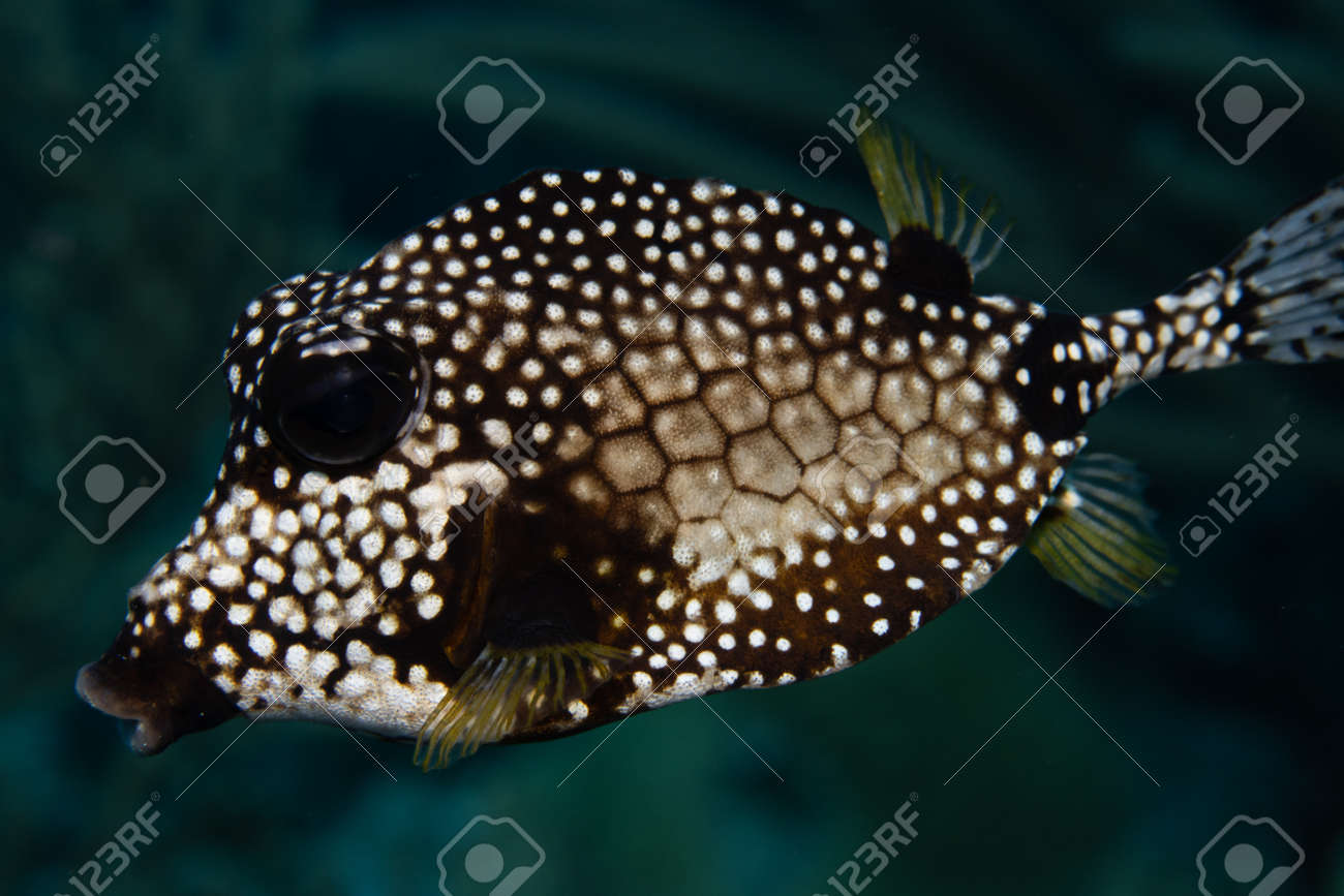 Smooth trunkfish on coral reef off the tropical island of Bonaire in the Caribbean Netherlands. - 169539146 Smooth trunkfish on coral reef off the tropical island of Bonaire in the Caribbean Netherlands. - 169539146