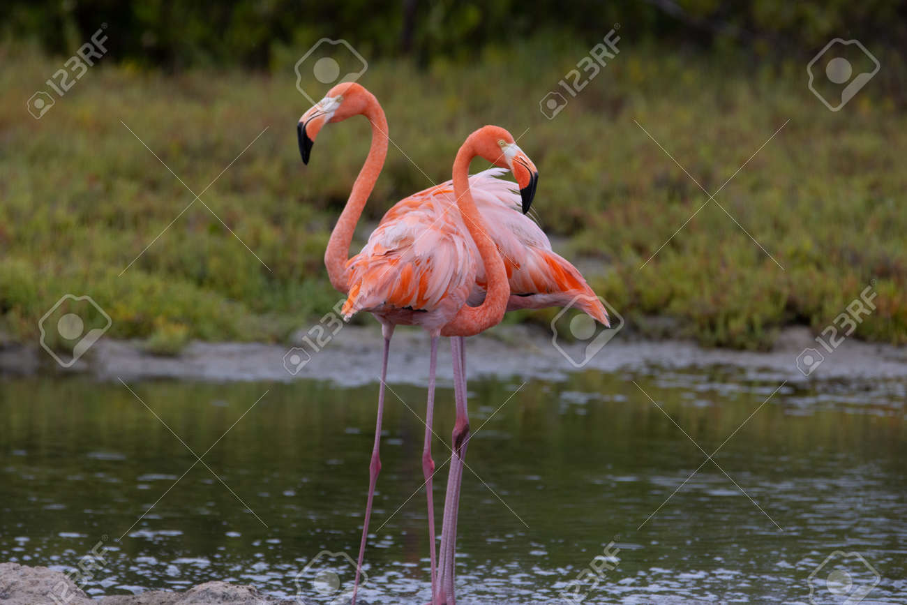 Pair of American flamingo on the tropical island of Bonaire, part of the Caribbean Netherlands. - 169539149 Pair of American flamingo on the tropical island of Bonaire, part of the Caribbean Netherlands. - 169539149