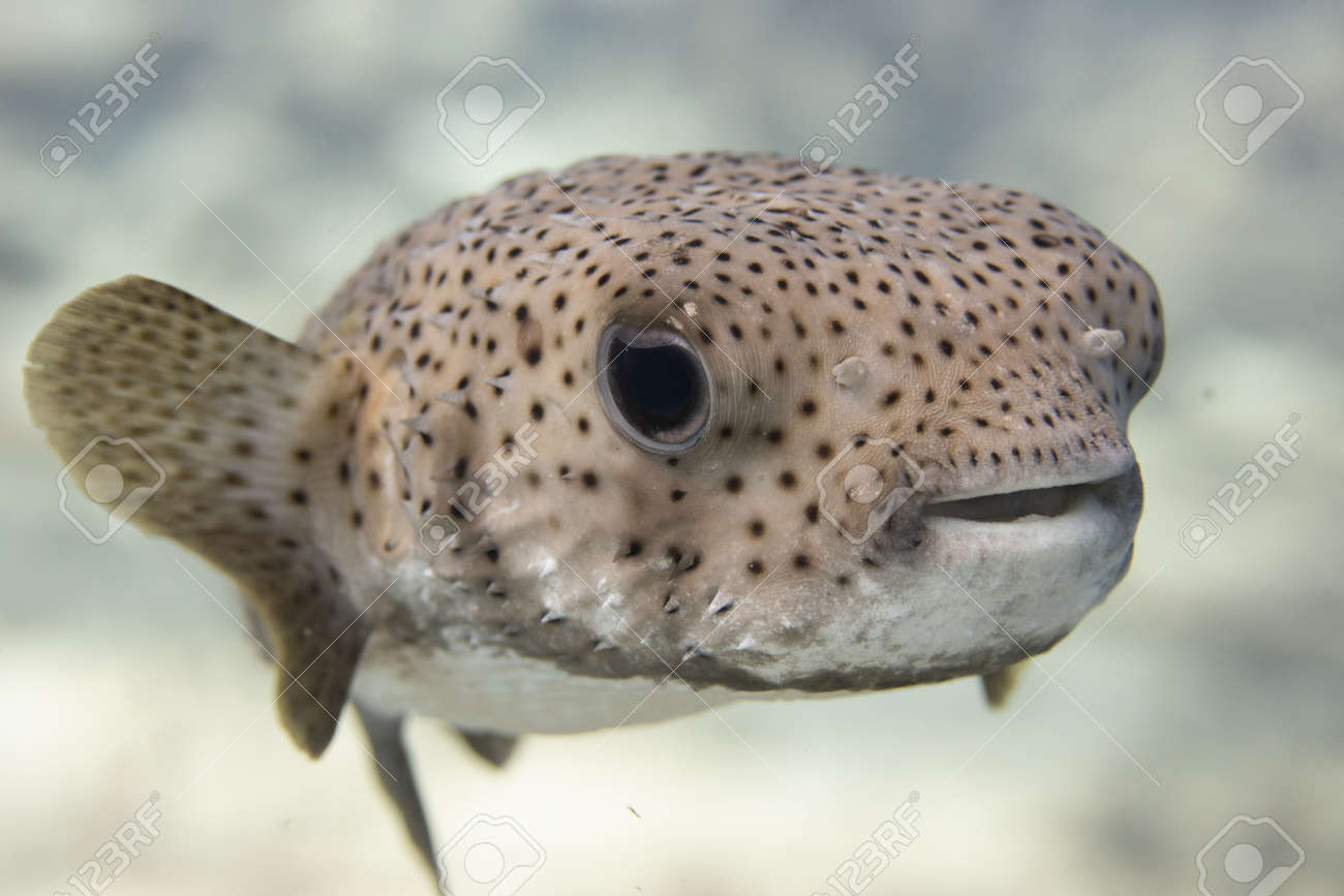 Pufferfish on coral reef off the tropical island of Bonaire in the Caribbean Netherlands. - 169538851 Pufferfish on coral reef off the tropical island of Bonaire in the Caribbean Netherlands. - 169538851