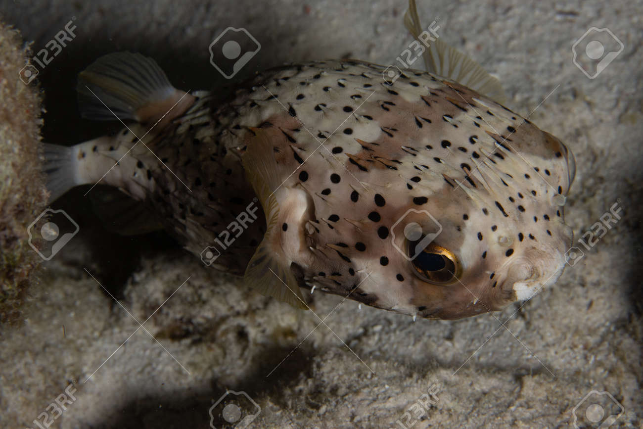 Pufferfish on coral reef off the tropical island of Bonaire in the Caribbean Netherlands. - 169538863 Pufferfish on coral reef off the tropical island of Bonaire in the Caribbean Netherlands. - 169538863