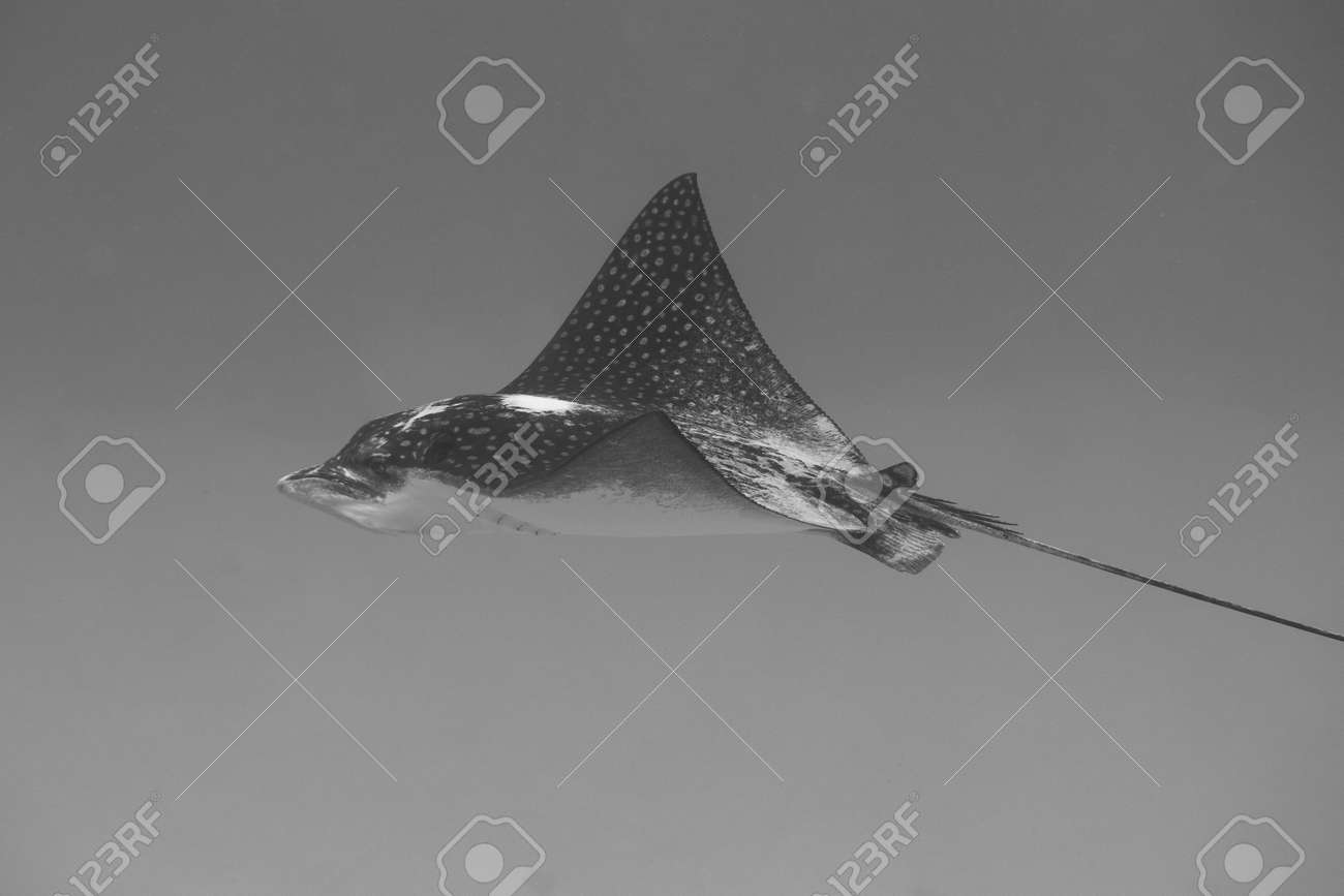 Black and white photo of a spotted eagle ray on coral reef off the tropical island of Bonaire in the Caribbean Netherlands. - 169538865 Black and white photo of a spotted eagle ray on coral reef off the tropical island of Bonaire in the Caribbean Netherlands. - 169538865